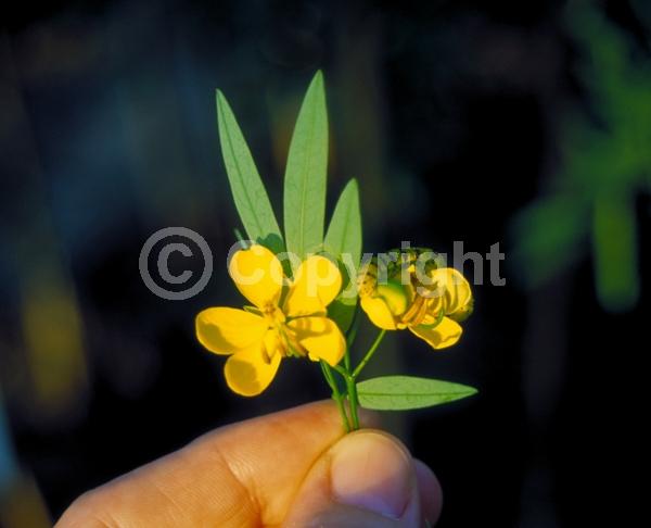 Yellow blooms; Semi-evergreen