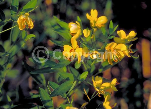 Yellow blooms; Semi-evergreen
