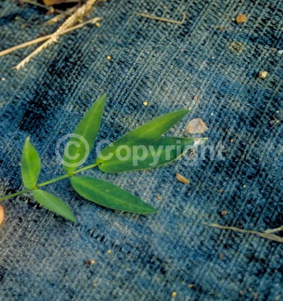 Yellow blooms; Semi-evergreen