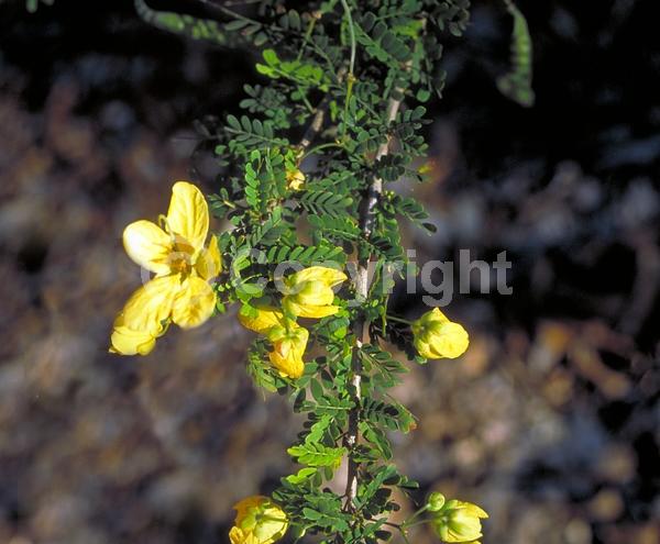 Yellow blooms; Evergreen