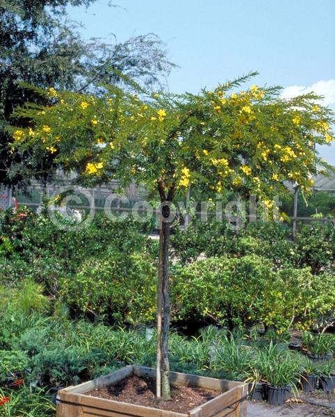 Yellow blooms; Evergreen