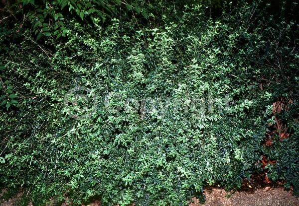 White blooms; Evergreen