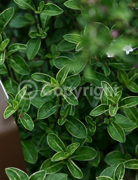 White blooms; Evergreen; Semi-evergreen; Broadleaf