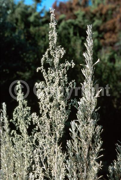White blooms; Evergreen; North American Native