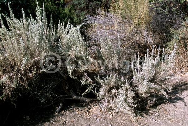 White blooms; Evergreen; North American Native