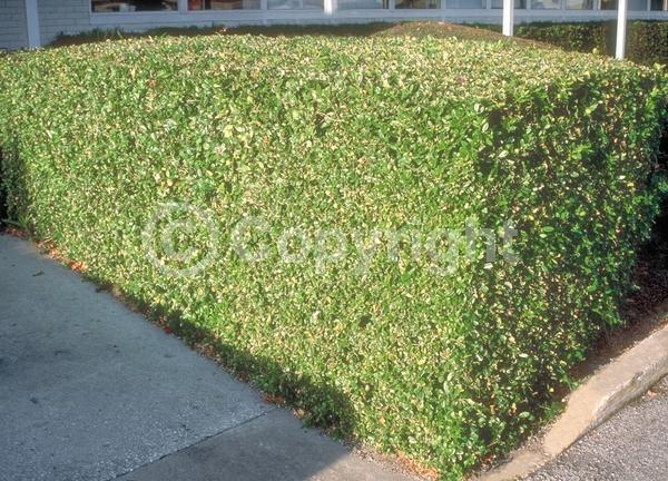 White blooms; Evergreen