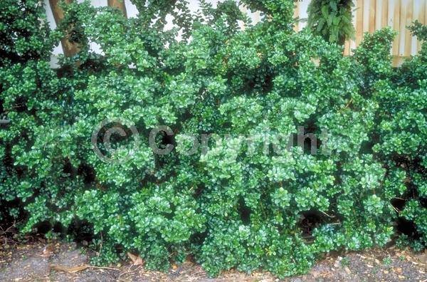 White blooms; Evergreen