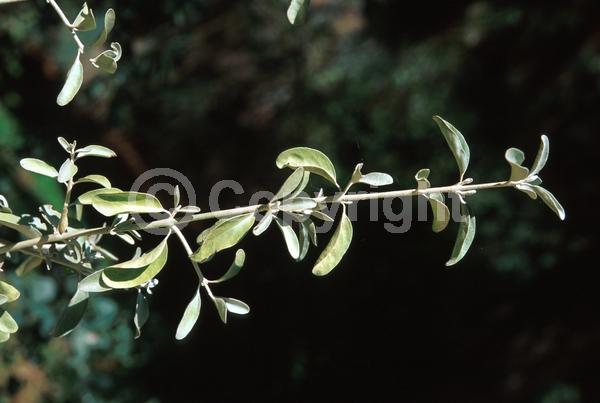 Yellow blooms; Deciduous; North American Native