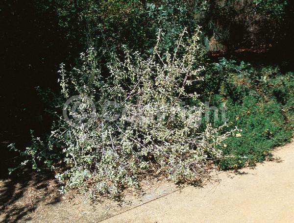 Yellow blooms; Deciduous; North American Native