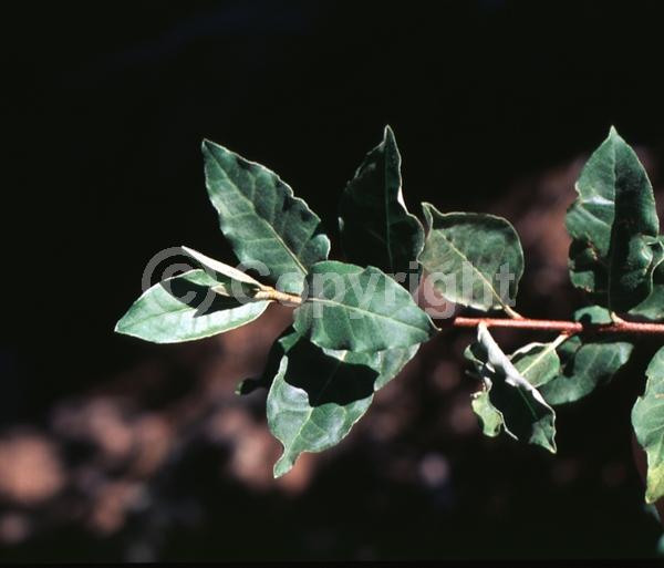 Yellow blooms; Deciduous; North American Native