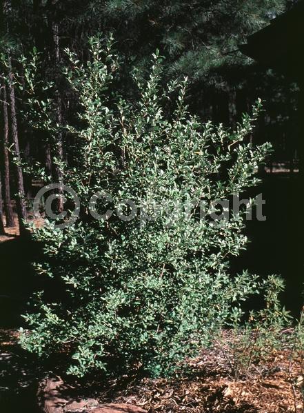Yellow blooms; Deciduous; North American Native