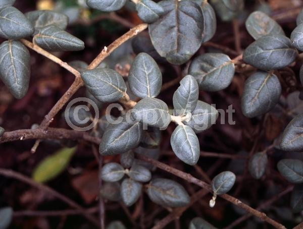 Yellow blooms; Deciduous; North American Native