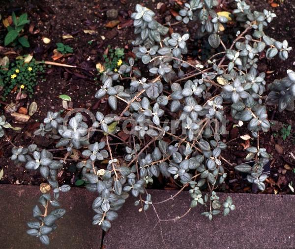 Yellow blooms; Deciduous; North American Native
