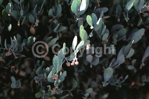 Brown blooms; Evergreen; North American Native