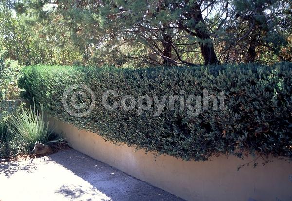 Brown blooms; Evergreen; North American Native