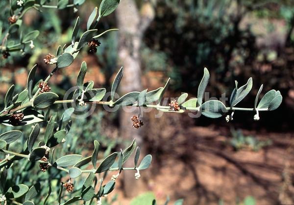 Brown blooms; Evergreen; North American Native
