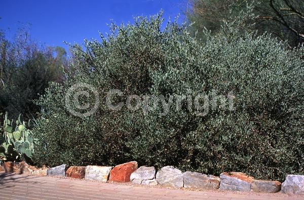 Brown blooms; Evergreen; North American Native