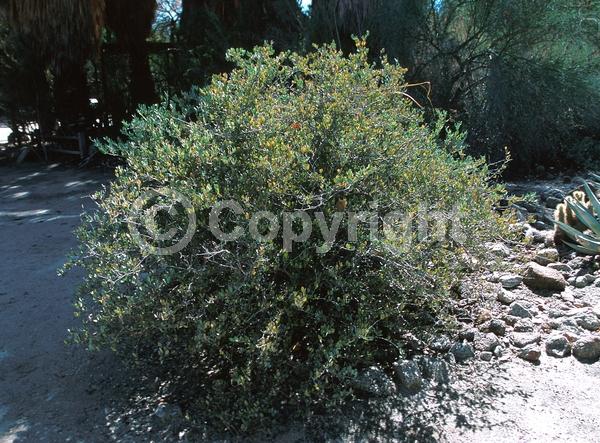 Brown blooms; Evergreen; North American Native