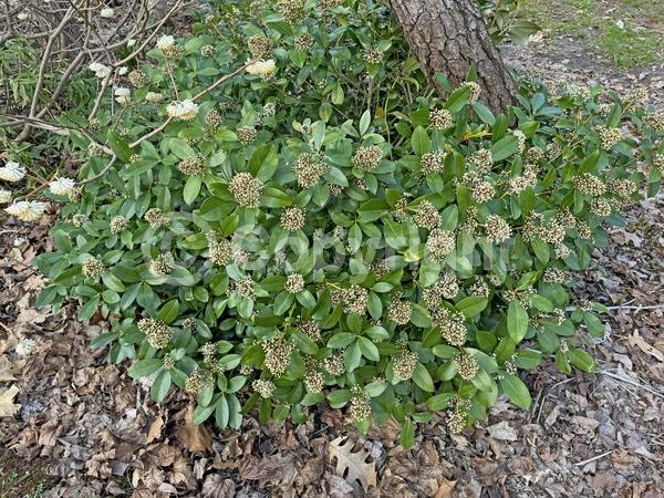 White blooms; Evergreen; Broadleaf