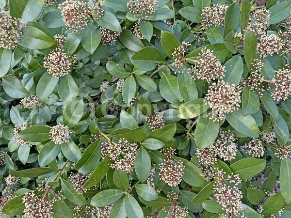 White blooms; Evergreen; Broadleaf