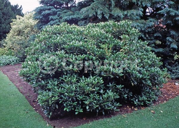 White blooms; Evergreen; Broadleaf