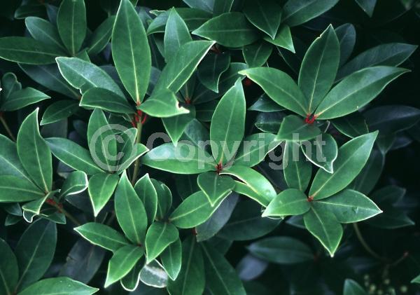 White blooms; Evergreen; Broadleaf