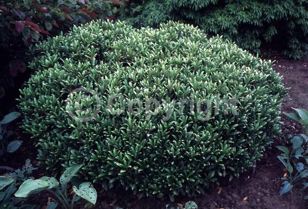 White blooms; Evergreen; Broadleaf