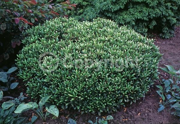 White blooms; Evergreen; Broadleaf