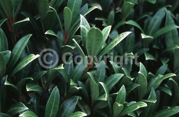 White blooms; Evergreen; Broadleaf