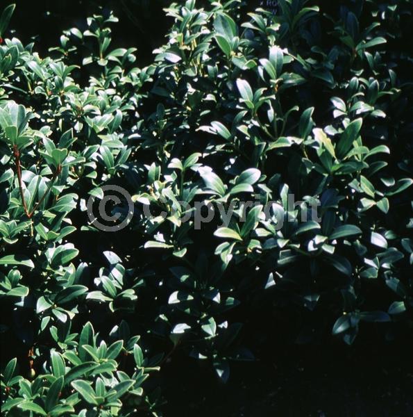 White blooms; Evergreen; Broadleaf