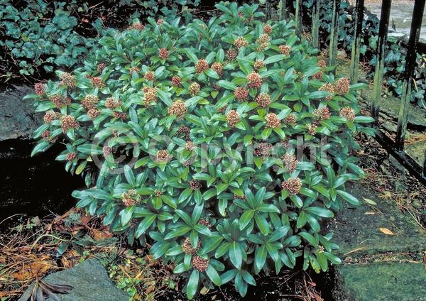 White blooms; Evergreen; Broadleaf