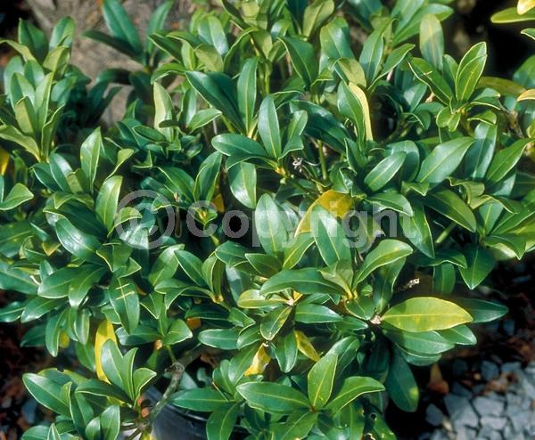 White blooms; Evergreen; Broadleaf