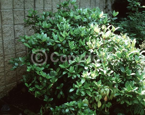White blooms; Evergreen; Broadleaf