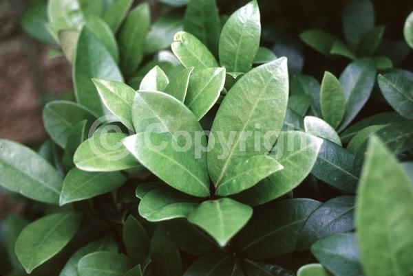 White blooms; Evergreen; Broadleaf