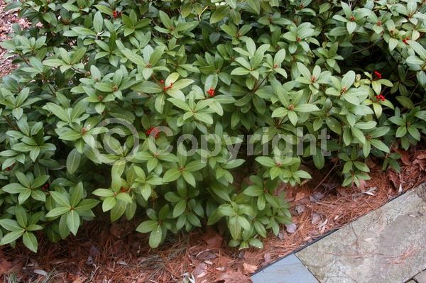White blooms; Evergreen; Broadleaf