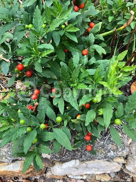 White blooms; Evergreen; Broadleaf