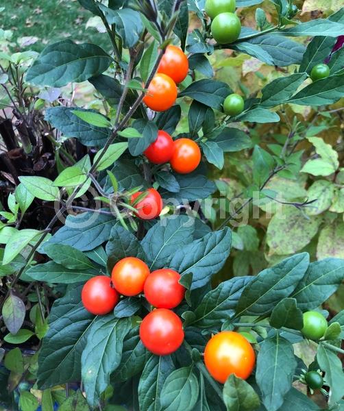 White blooms; Evergreen; Broadleaf