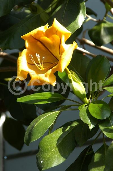 Yellow blooms; Evergreen; Broadleaf; North American Native