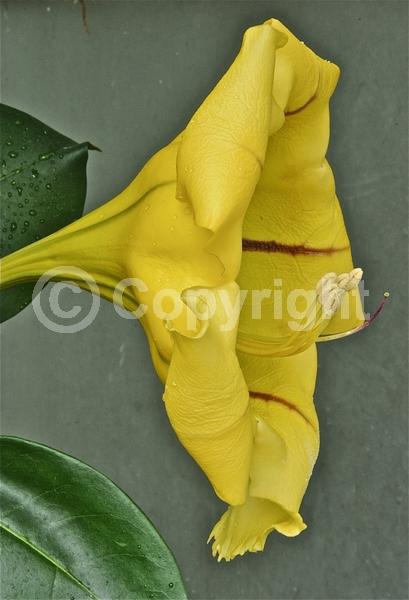 Yellow blooms; Evergreen; Broadleaf; North American Native