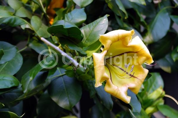 Yellow blooms; Evergreen; Broadleaf; North American Native