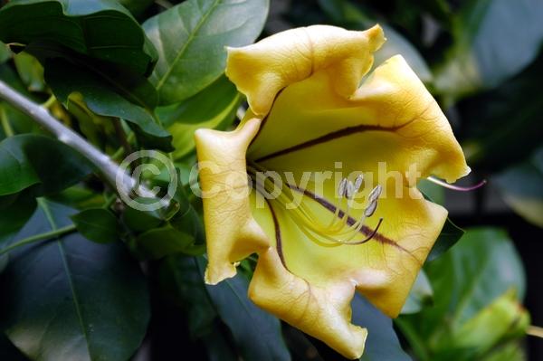 Yellow blooms; Evergreen; Broadleaf; North American Native