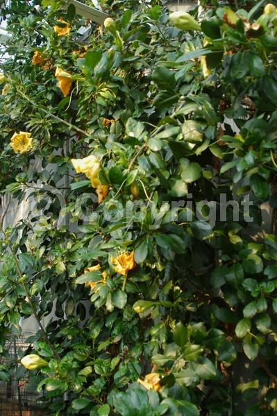 Yellow blooms; Evergreen; Broadleaf; North American Native