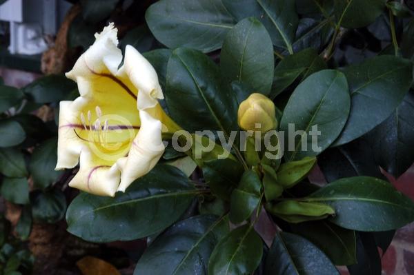 Yellow blooms; Evergreen; Broadleaf; North American Native