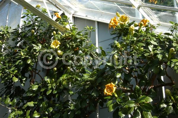 Yellow blooms; Evergreen; Broadleaf; North American Native