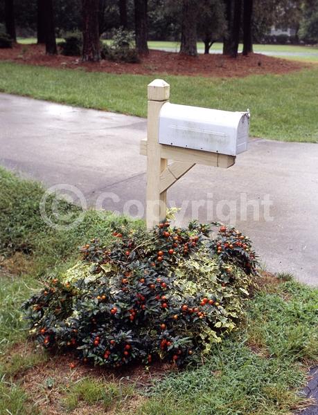 White blooms; Evergreen; Broadleaf