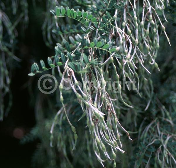 Blue blooms; White blooms; Lavender blooms; Deciduous