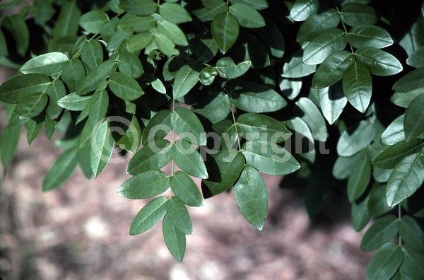 Blue blooms; White blooms; Lavender blooms; Deciduous