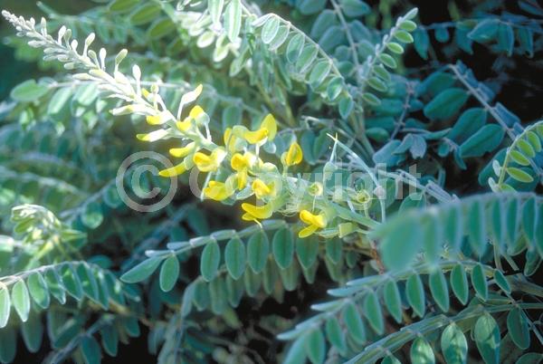 Yellow blooms; Evergreen; North American Native