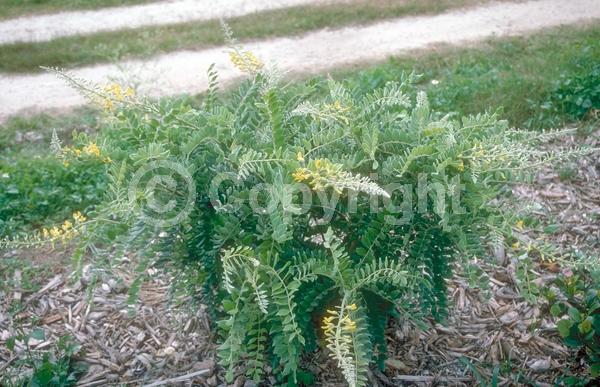 Yellow blooms; Evergreen; North American Native