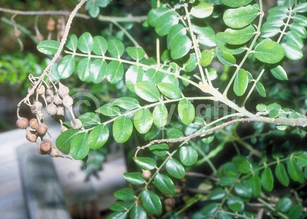 Yellow blooms; Evergreen; North American Native